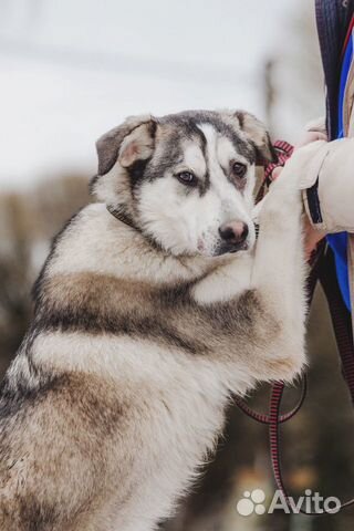 Собака ищет коврик купить на Зозу.ру - фотография № 1