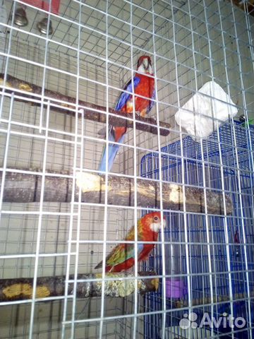 Попугаи пара розеллы купить на Зозу.ру - фотография № 1