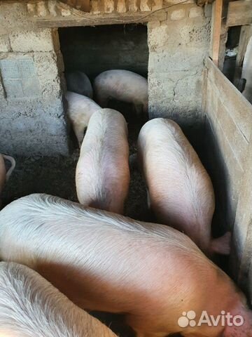 Свиньи, свини, свинина купить на Зозу.ру - фотография № 3