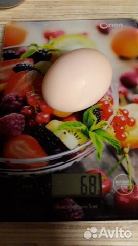 Яйцо для инкубации купить на Зозу.ру - фотография № 2
