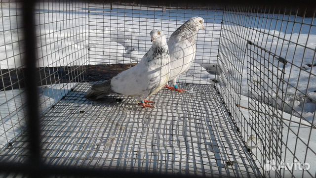 Николаевские голуби купить на Зозу.ру - фотография № 1