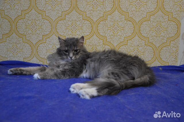 Кошечка Кошечка
