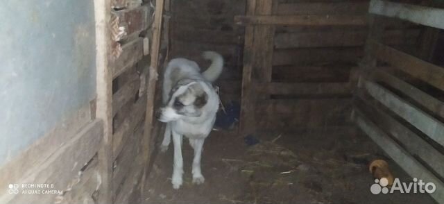 Собака алабай купить на Зозу.ру - фотография № 2