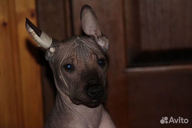 Ксолоицкуинтли, мексиканская голая собака купить на Зозу.ру - фотография № 2