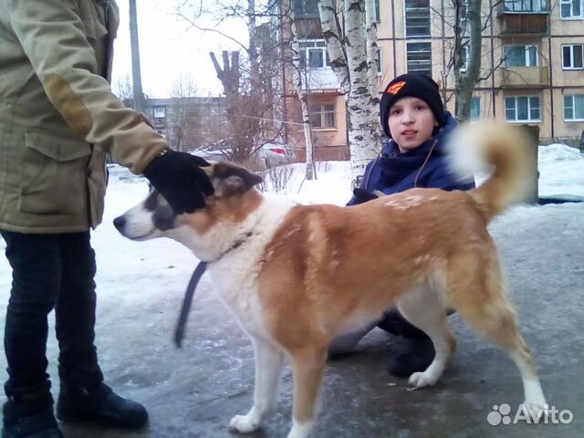 Отдам собаку лайку купить на Зозу.ру - фотография № 3