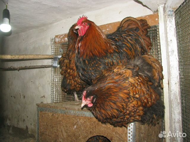 Цыплята, инкубационное яйцо купить на Зозу.ру - фотография № 6