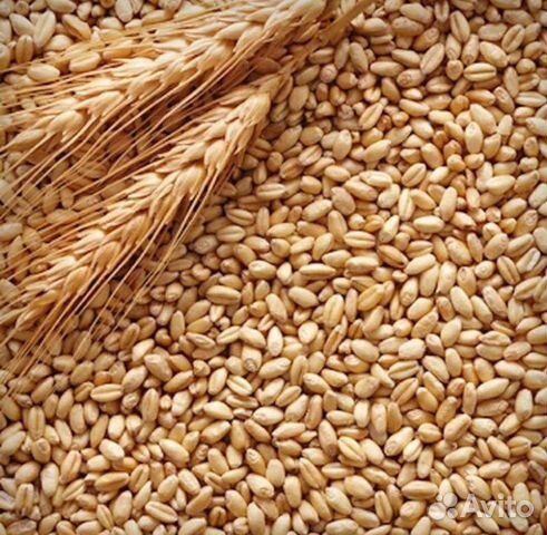 Пшеница купить на Зозу.ру - фотография № 2