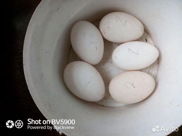 Инкубационное яйцо гуся купить на Зозу.ру - фотография № 2