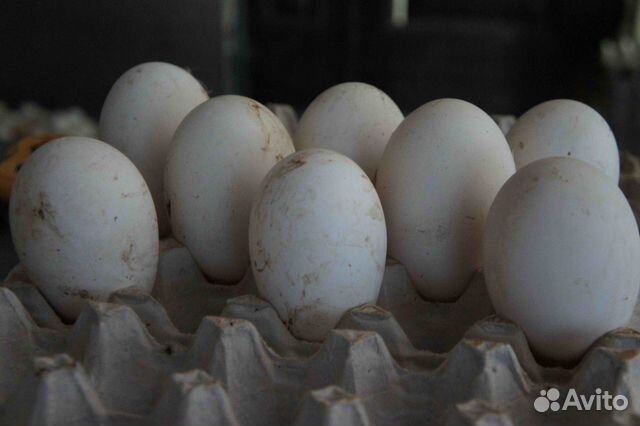 Яйца гусиные инкубационные купить на Зозу.ру - фотография № 1