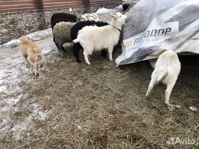 Овцы купить на Зозу.ру - фотография № 8