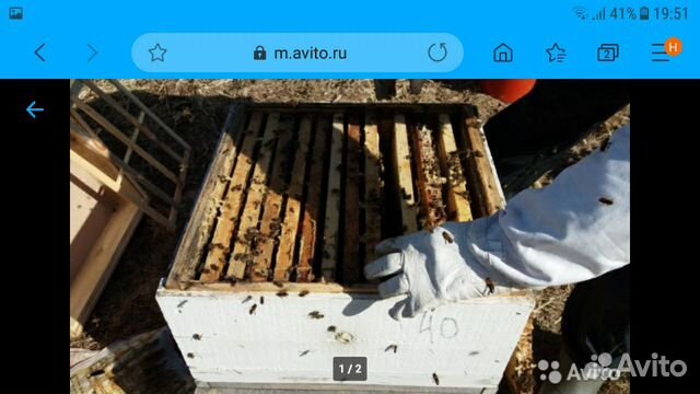 Пчелосемьи и пчелопакеты пчелы Карпатка купить на Зозу.ру - фотография № 2