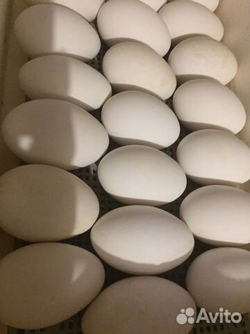Яйца Гусей Линда крупная для инкубации купить на Зозу.ру - фотография № 1