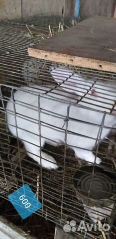 Кролики самцы купить на Зозу.ру - фотография № 2