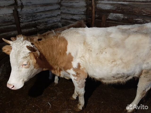 Продаются быки: герефорды, сименталыи корова с тел купить на Зозу.ру - фотография № 8