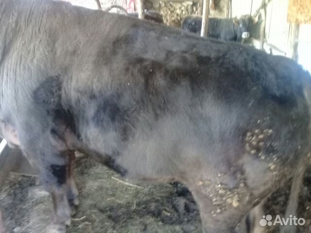 Продаю бычки откормленые 5 бычков цена договарная купить на Зозу.ру - фотография № 8