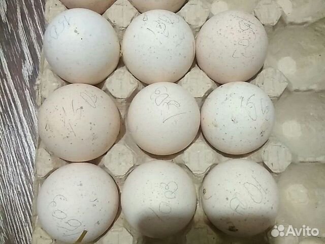 Инкубационное яйцо индейки купить на Зозу.ру - фотография № 2