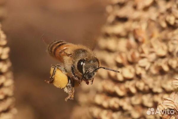 Пчелосемьи с ульями купить на Зозу.ру - фотография № 1
