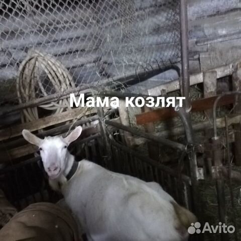 Продам козлят заанинской породы 2козленка,1козочка купить на Зозу.ру - фотография № 4