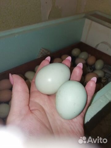 Инкубационное яйцо, цыплята купить на Зозу.ру - фотография № 10