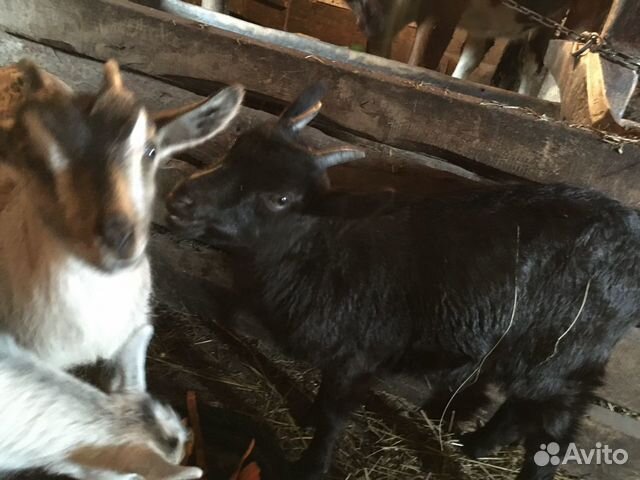 Козочки от чешской козы и зааненского козла купить на Зозу.ру - фотография № 2