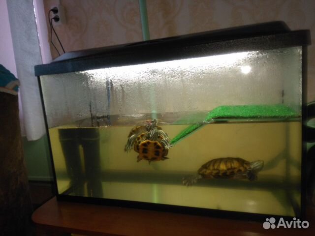 Продам аквариум с черепашками купить на Зозу.ру - фотография № 2