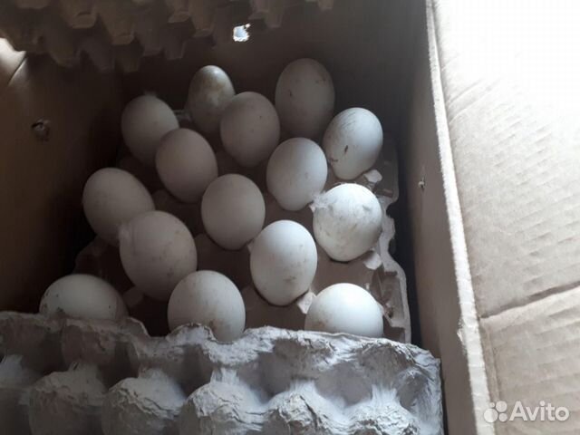 Инкубационное яйцо С/птицы купить на Зозу.ру - фотография № 3