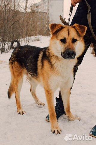 Собака Гектор в свой дом купить на Зозу.ру - фотография № 2