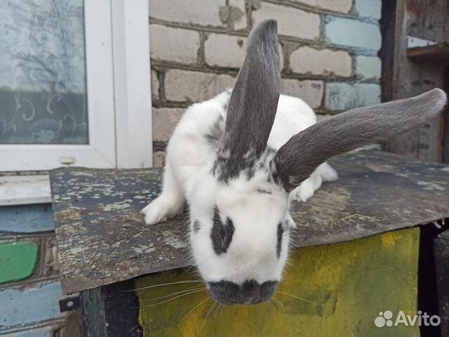 Кролики нпв немецкий пёстрый великан купить на Зозу.ру - фотография № 1