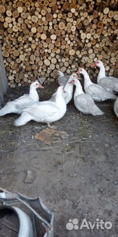 Мускусные утки купить на Зозу.ру - фотография № 2