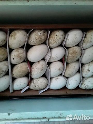 Гусиное яйцо на инкубацию купить на Зозу.ру - фотография № 1