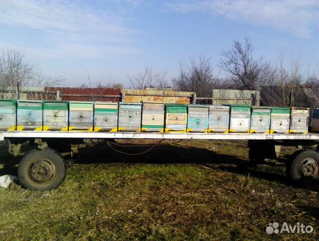 Продажа пчелосемей купить на Зозу.ру - фотография № 8