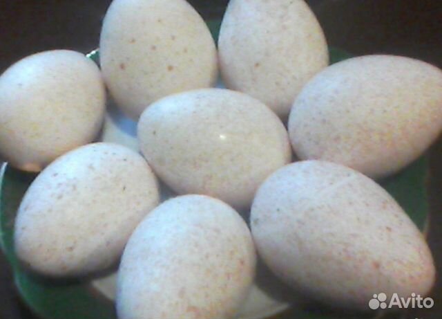 Продам инкубационные яйца индейки купить на Зозу.ру - фотография № 1
