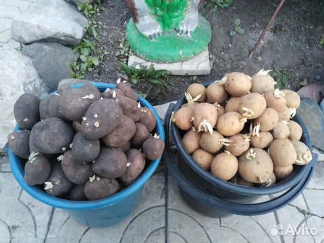 Авито Купить Картофель Петрозаводск