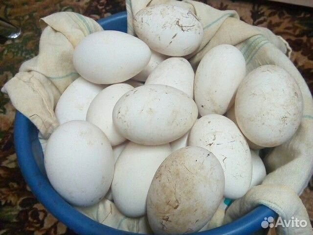 Купить инкубационное яйцо в воронежской области. Гусиные яйца. Топкинский район инкубационное яйцо гуся. Инкубационное яйцо гусей купить. Гуси Мамуты купить инкубационное яйцо.