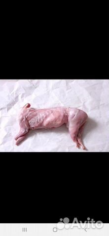 Продам мясо кролика самое свежее, (под заказ) купить на Зозу.ру - фотография № 1