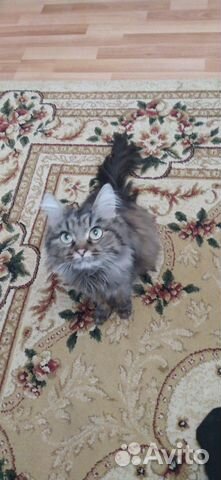 Отдадим кошку найденыша в добрые руки