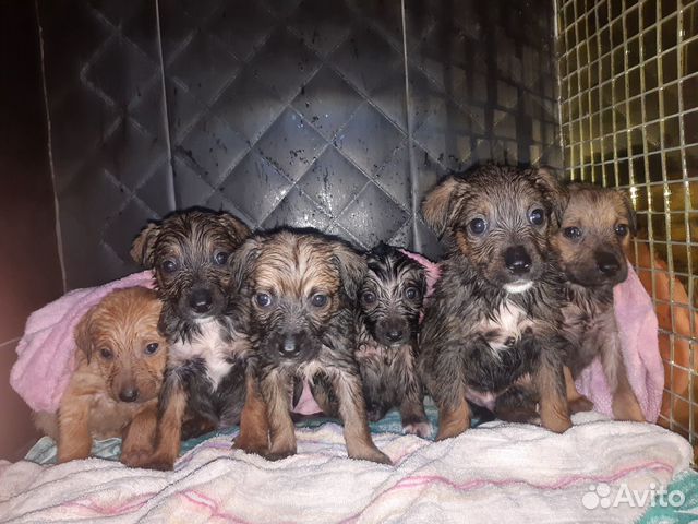 Щенки чистые в добрые руки