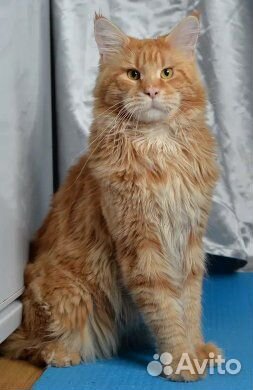 Рыжий котёнок Мейн-кун Рыжий котёнок Мейн-кун