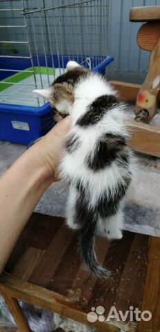 Котенок 2 месяца девочка