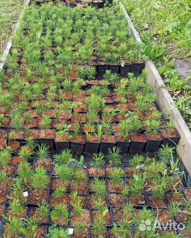 Саженцы кедра сибирского Pinus Sibirica зкс Саженцы кедра сибирского Pinus Sibirica зкс