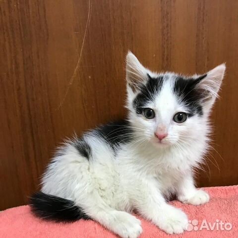 Котенок девочка 2 месяца Котенок девочка 2 месяца