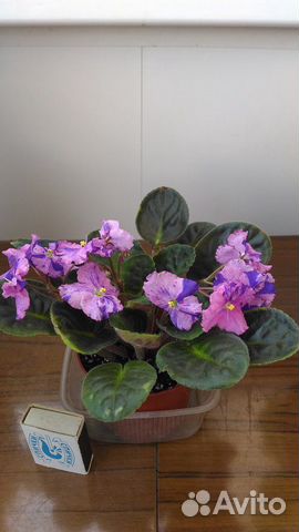 Фиалка Фиалка