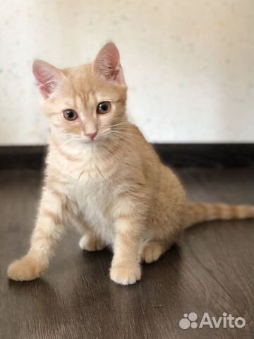 Кошка