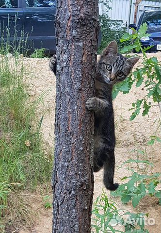 Котенок