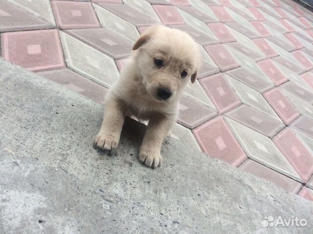 Отдам в добрые руки