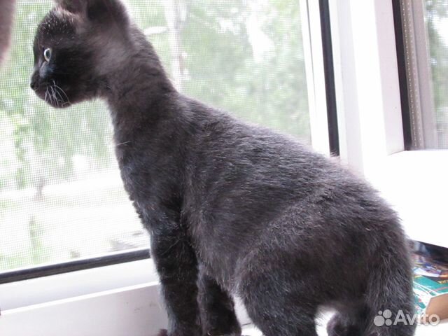 Котенок мальчик в добрые руки Котенок мальчик в добрые руки