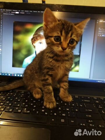 Котята в добрые руки Котята в добрые руки