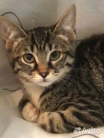 Кошка 3 месяца Кошка 3 месяца