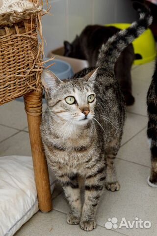 Стерилизованная кошечка