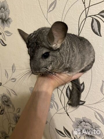 Шиншилла Шиншилла